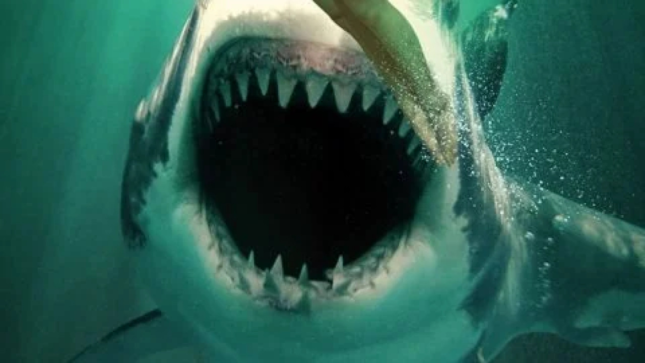 Ghost Shark ( 2013 )